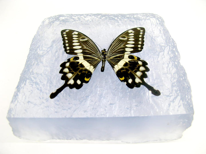 Echter, sorgfältig präparierten Schmetterling in Kunstharz gegossen. Dekorativ und selten. Bewahren