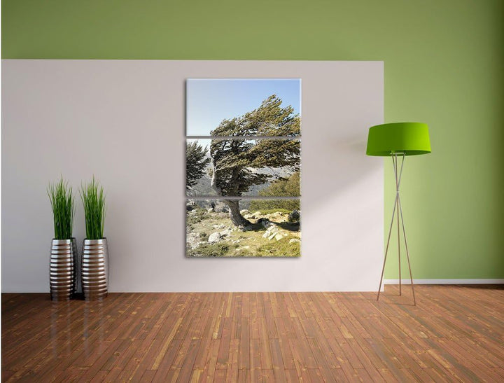 Pixxprint Alter Schiefer Baum in den Bergen schwarz/weiss 3-Teiler Leinwandbild 120x80 Bild auf Lein