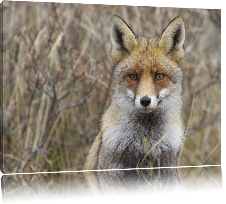 aufmerksamer Fuchs im Geäst Leinwand, XXL riesige Bilder fertig gerahmt mit Keilrahmen, Kunstdruck a