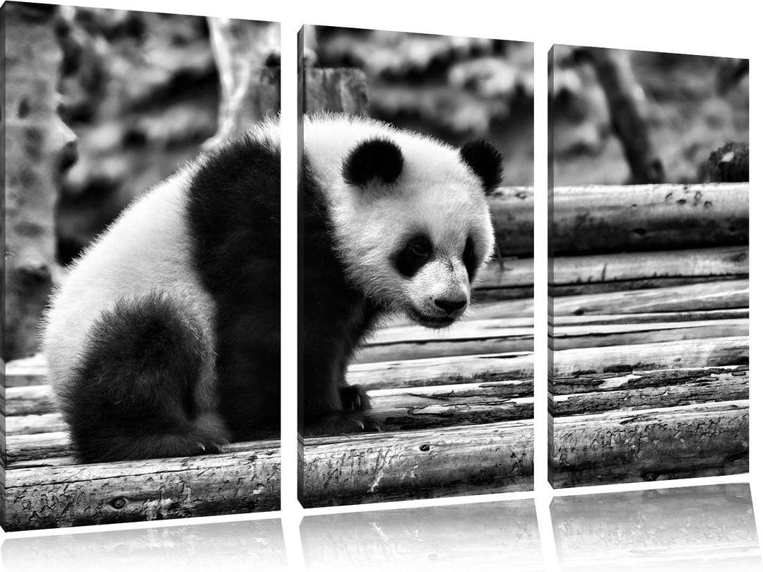 Pixxprint Panda auf Holzstämmen als Leinwandbild/Grösse: 3 Teilig (120x80 cm) cm/Wandbild/Kunstdruck
