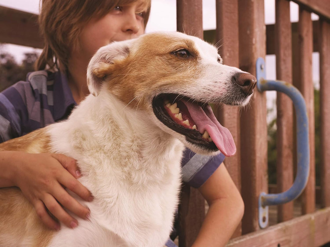 PetSafe Staywell Haustiertüre Original mit 2 Verschlussoptionen, Für Innen- und Aussentür, Für Hunde