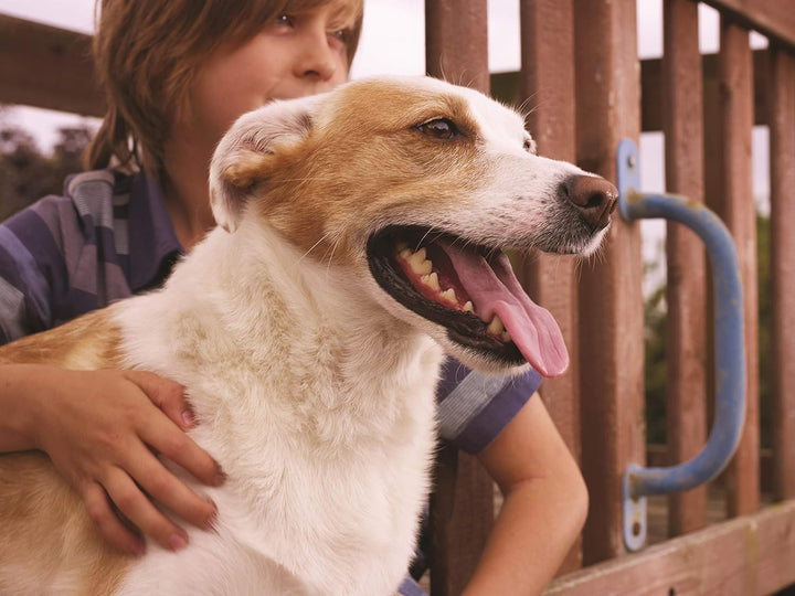 PetSafe Staywell Haustiertüre Original mit 2 Verschlussoptionen, Für Innen- und Aussentür, Für Hunde