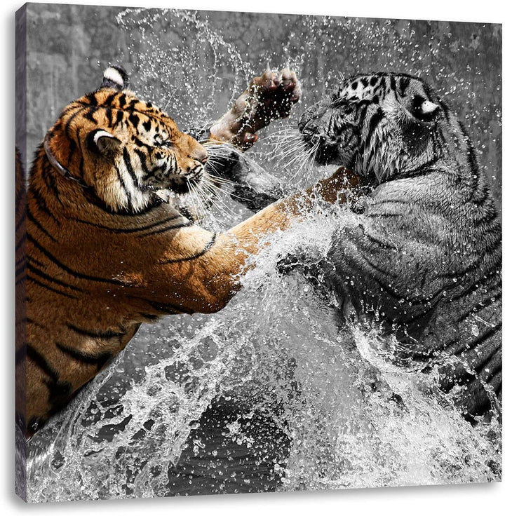 Pixxprint prachtvolle Tiger kämpfen schwarz/weiss, Format: 70x70 auf Leinwand, 70x70