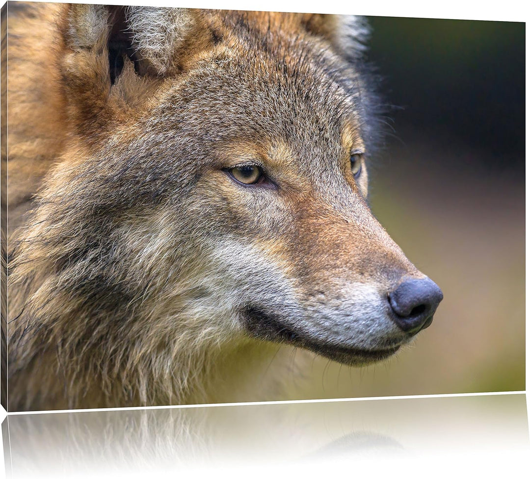 Pixxprint Porträt des europäischen Wolfes als Leinwandbild/Grösse: 100x70 cm/Wandbild/Kunstdruck/fer