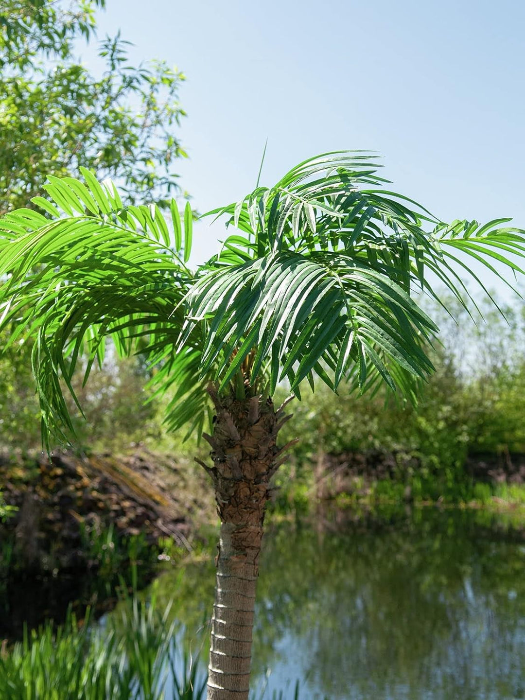 EUROPALMS Phönixpalme Luxor, Kunstpflanze, 240cm | Phönixpalme mit imposantem Blattwerk