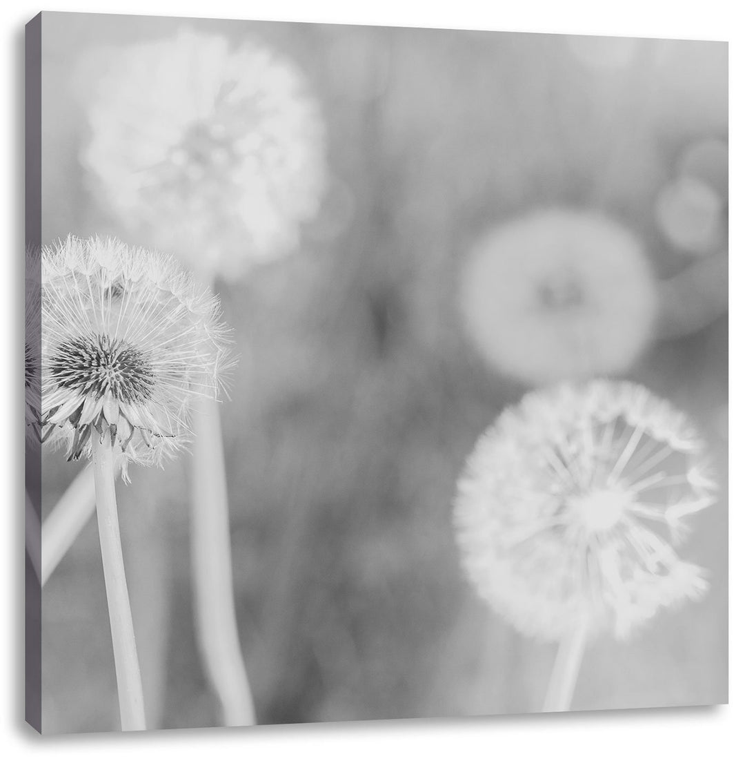 Pixxprint Romantische Pusteblumen Schwarz/Weiss, Format: 70x70 auf Leinwand, 70x70