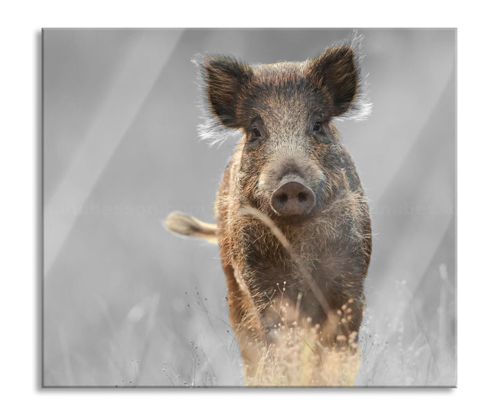 Neugieriges Wildschwein auf einem Feld B&W Detail Herdabdeckplatte & Spritzschutz aus Echtglas | Für
