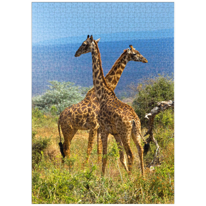 Amboseli-Nationalpark, Kenia, Giraffen (Giraffa camelopardalis) - Premium 1000 Teile Puzzle - MyPuzz
