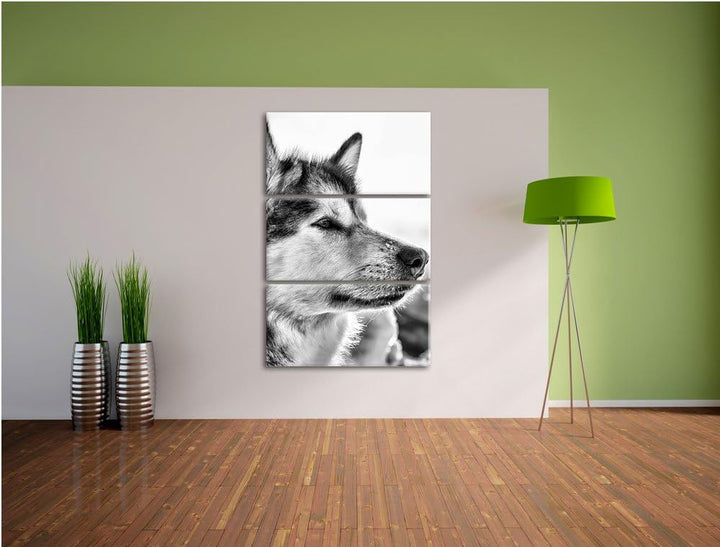 Pixxprint Monocrome, Husky im Schnee 3-Teiler Leinwandbild 120x80 Bild auf Leinwand