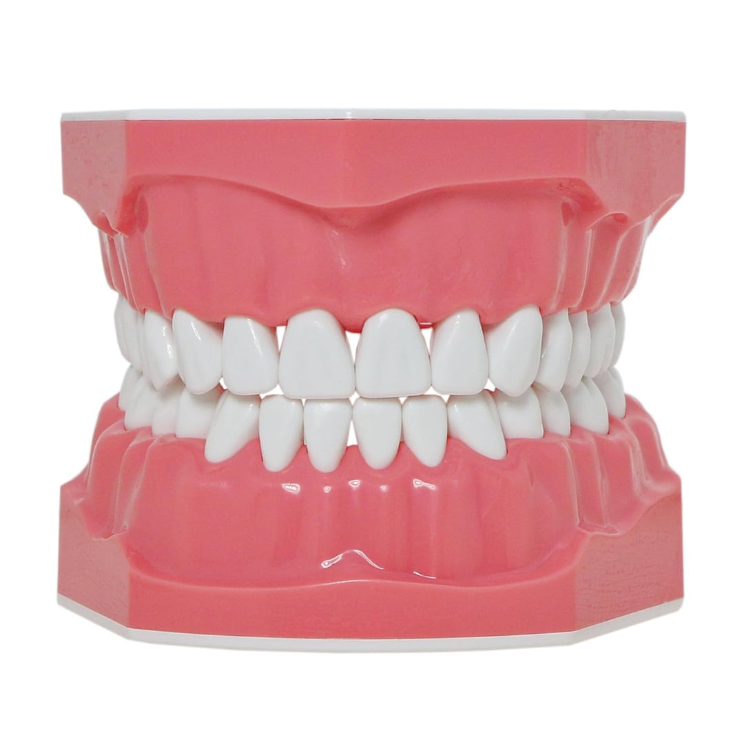 DENTALMALL Zahnputz-Modell, Zähne, Typodont, Muster, sichtbar, Anatomie, Demonstration, Lehr, Standa