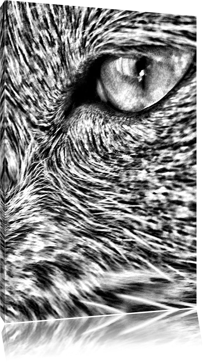 Pixxprint Katze mit blauen Augen als Leinwandbild/Grösse: 100x70 cm/Wandbild/Kunstdruck/fertig bespa