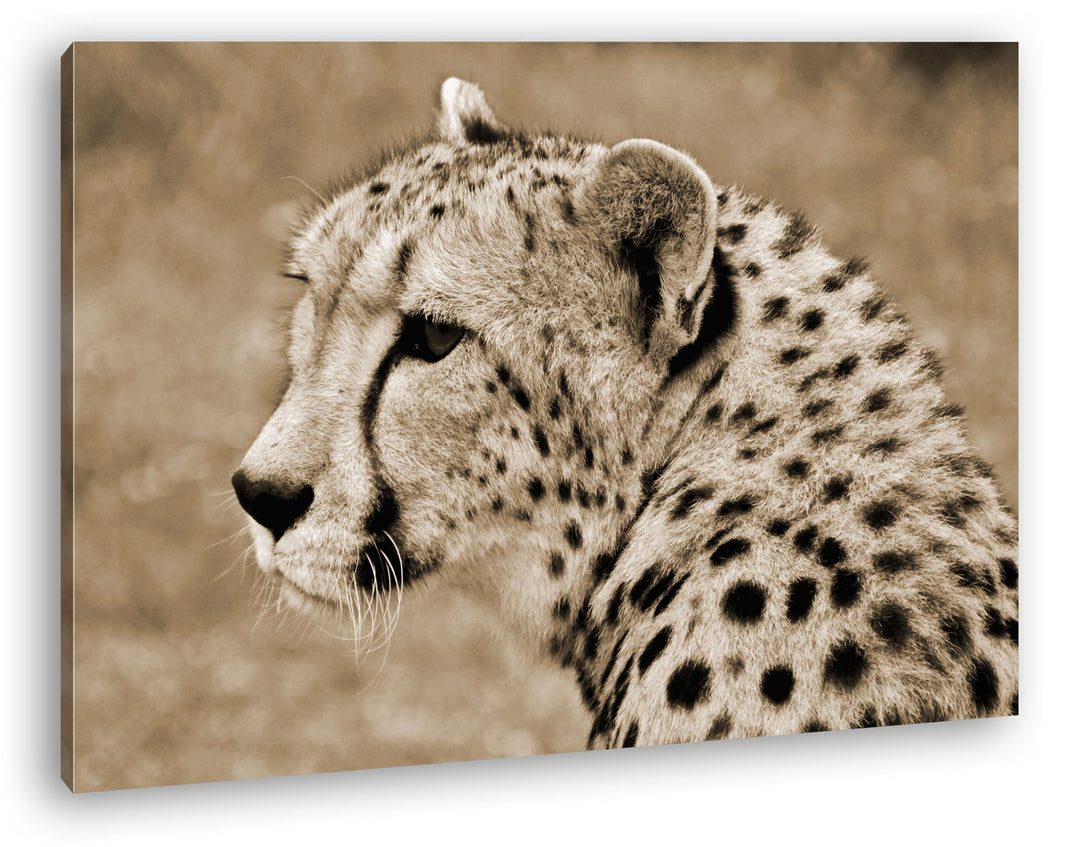 deyoli ruhige Wildkatze Format: 80x60 Effekt: Sepia als Leinwand, Motiv fertig gerahmt auf Echtholzr