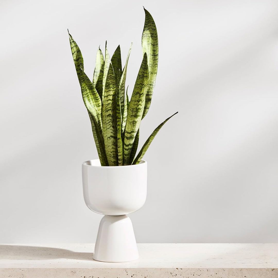 Iittala 1052354 Nappula Blumentopf, Keramik, Beige, 230x155mm 230x155mm Beige, 230x155mm Beige