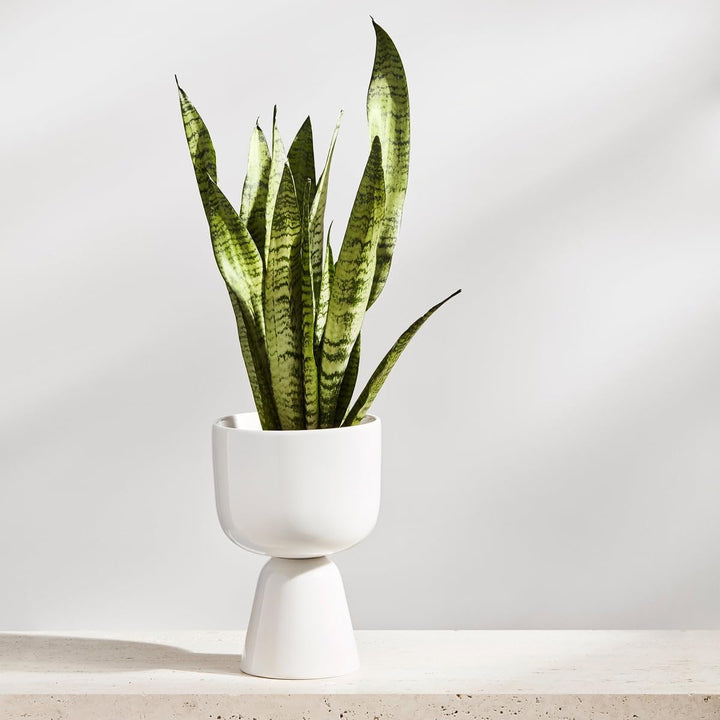 Iittala 1052354 Nappula Blumentopf, Keramik, Beige, 230x155mm 230x155mm Beige, 230x155mm Beige