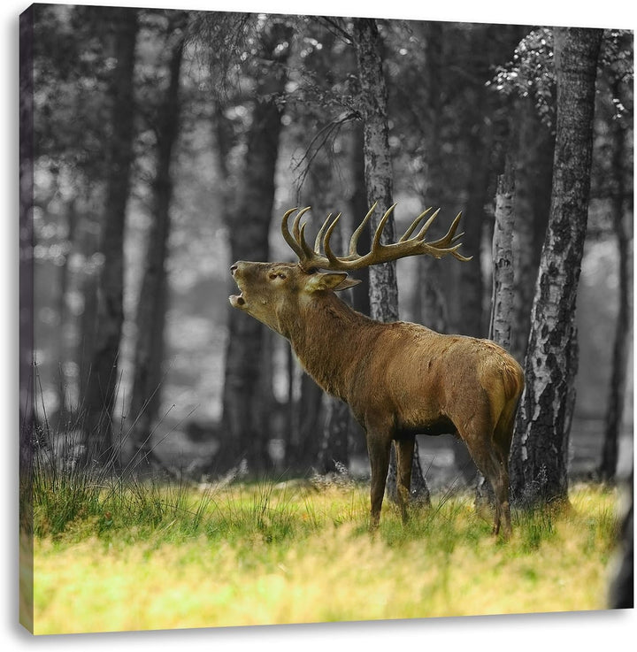 Pixxprint röhrender Hirsch im Wald schwarz/weiss, Format: 70x70 auf Leinwand, 70x70