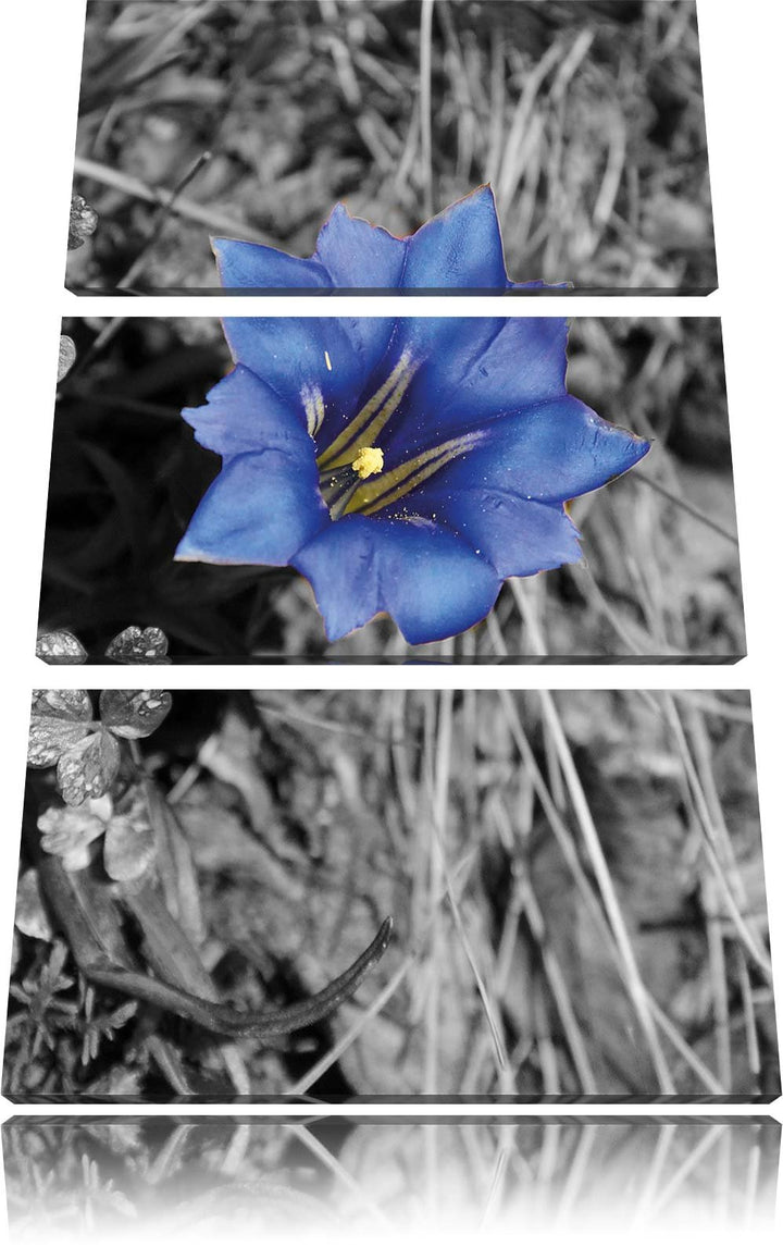 Pixxprint Süsse Blume als Leinwandbild/Grösse: 3 Teilig (120x80) / Wandbild/Kunstdruck/fertig bespan
