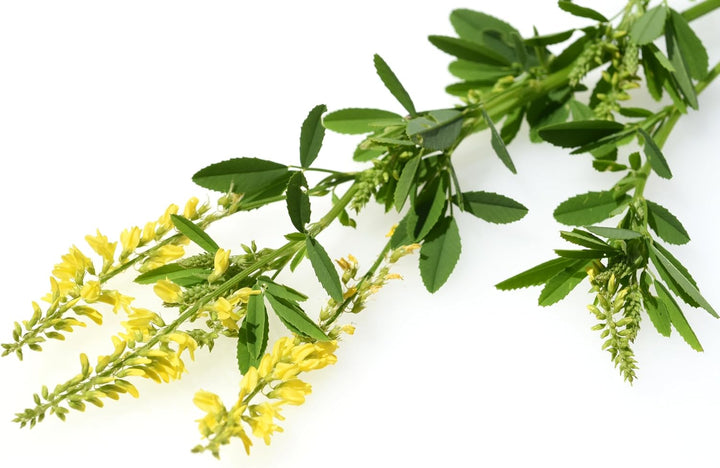 Steinklee im Bündel | Sweet clover |Melilotus| Донник (5), 5