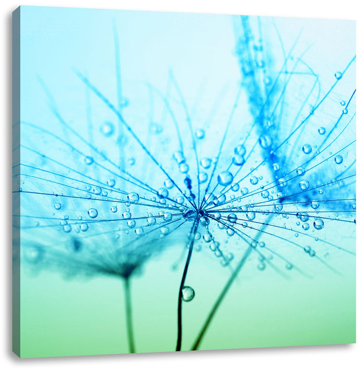 Pixxprint Pusteblume bedeckt mit Tropfen, Format: 70x70 auf Leinwand, 70x70
