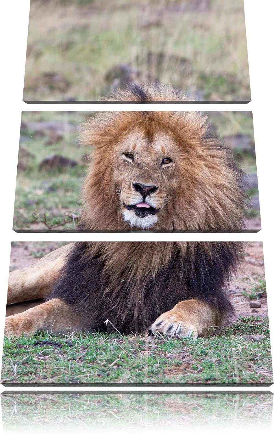 Pixxprint prächtige Löwe in der Savanne als Leinwandbild/Grösse: 3 Teilig (120x80) cm/Wandbild/Kunst