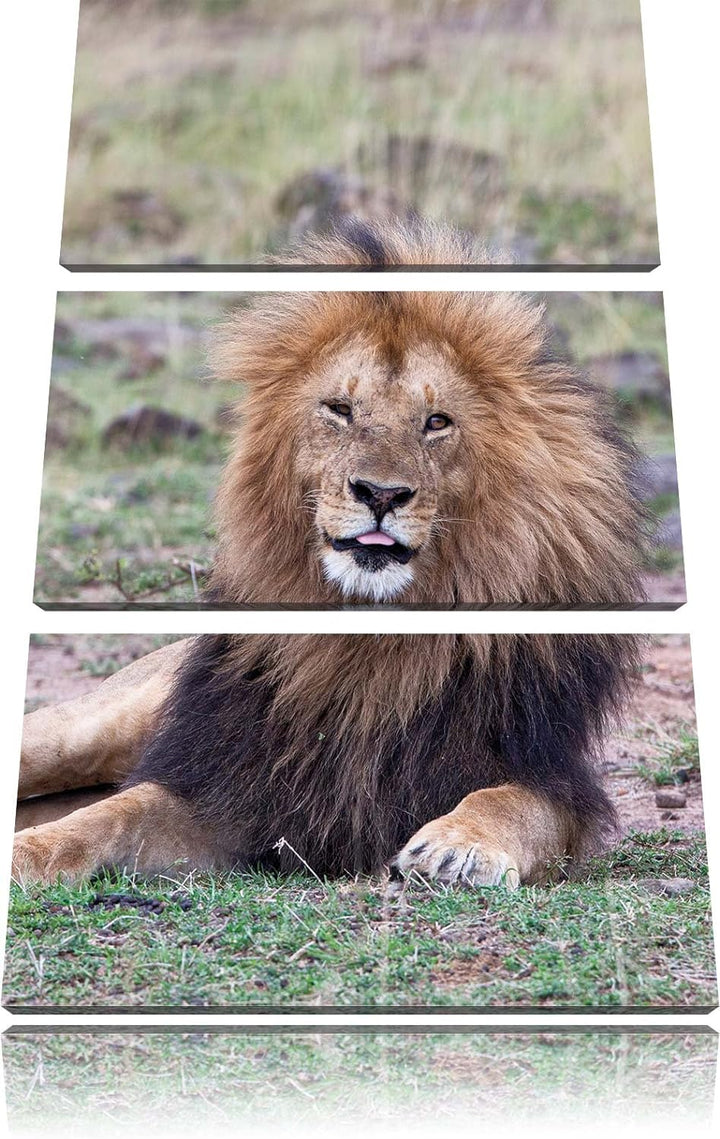 Pixxprint prächtige Löwe in der Savanne als Leinwandbild/Grösse: 3 Teilig (120x80) cm/Wandbild/Kunst
