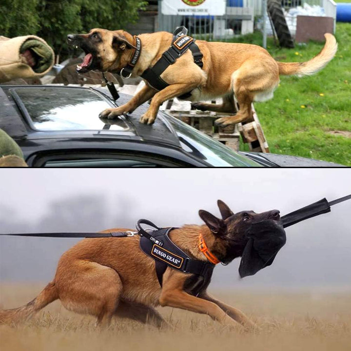 Dingo Gear Geschirr für Hunde in der Arbeit Grosse M,Training K9 IPO Cobra System, handgefertigt Sch