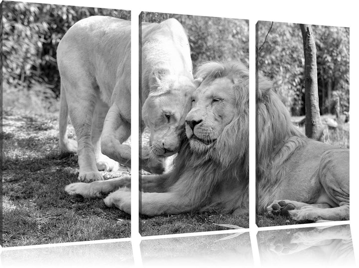 Pixxprint verliebtes Löwenpaar Kunst B&amp;W als Leinwandbild | Grösse: 3 Teilig (120x80) | Wandbild| Ku