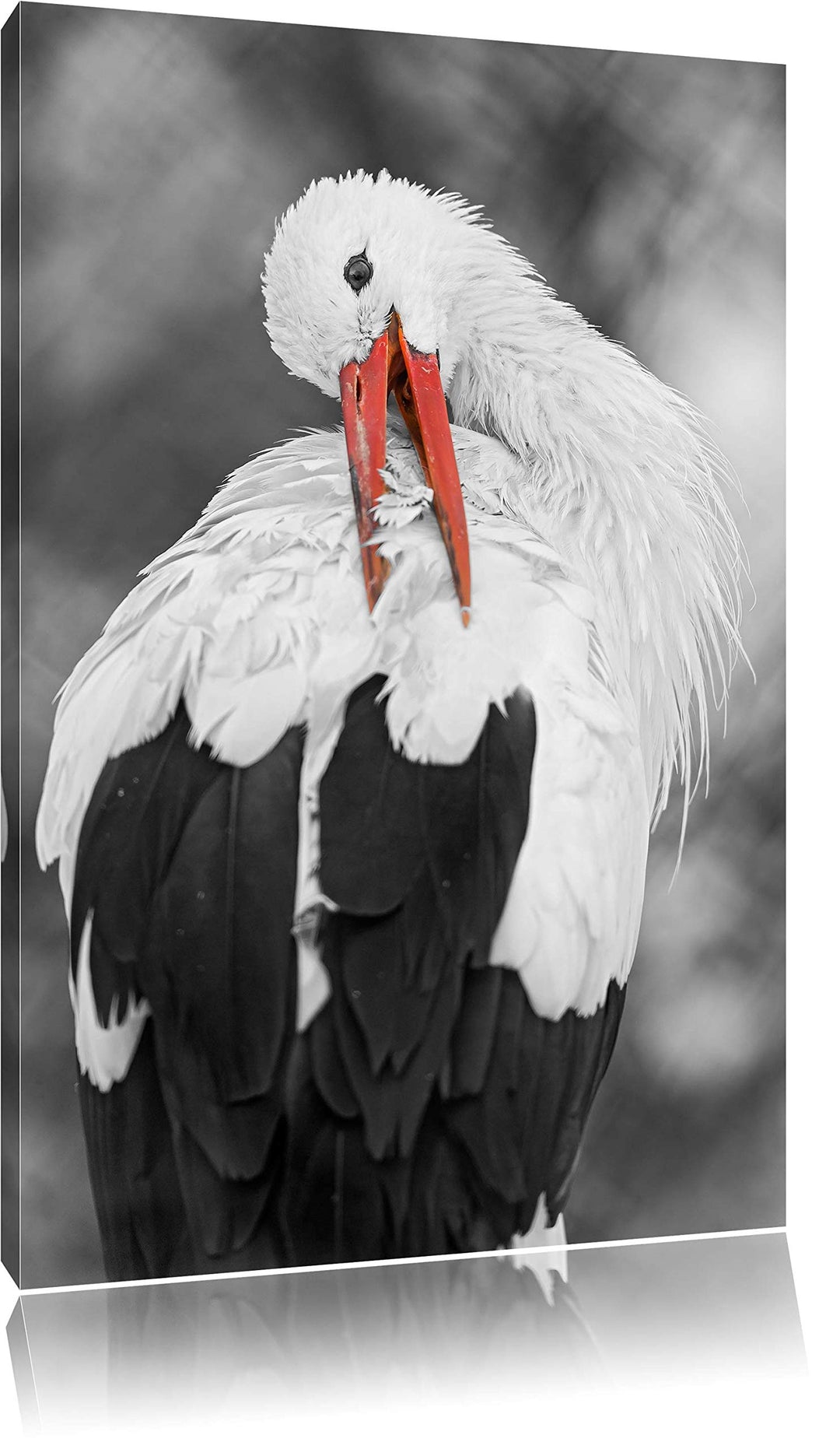 anmutiger grosser Storch putzt sich schwarz/weiss auf Leinwand, XXL riesige Bilder fertig gerahmt mi