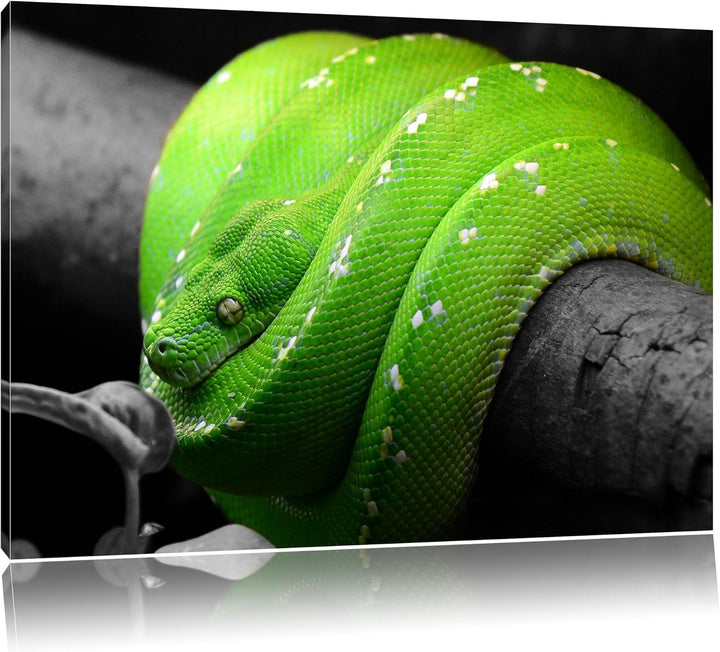 Pixxprint Grüne exotische Schlange als Leinwandbild/Grösse: 100x70 cm/Wandbild/Kunstdruck/fertig bes