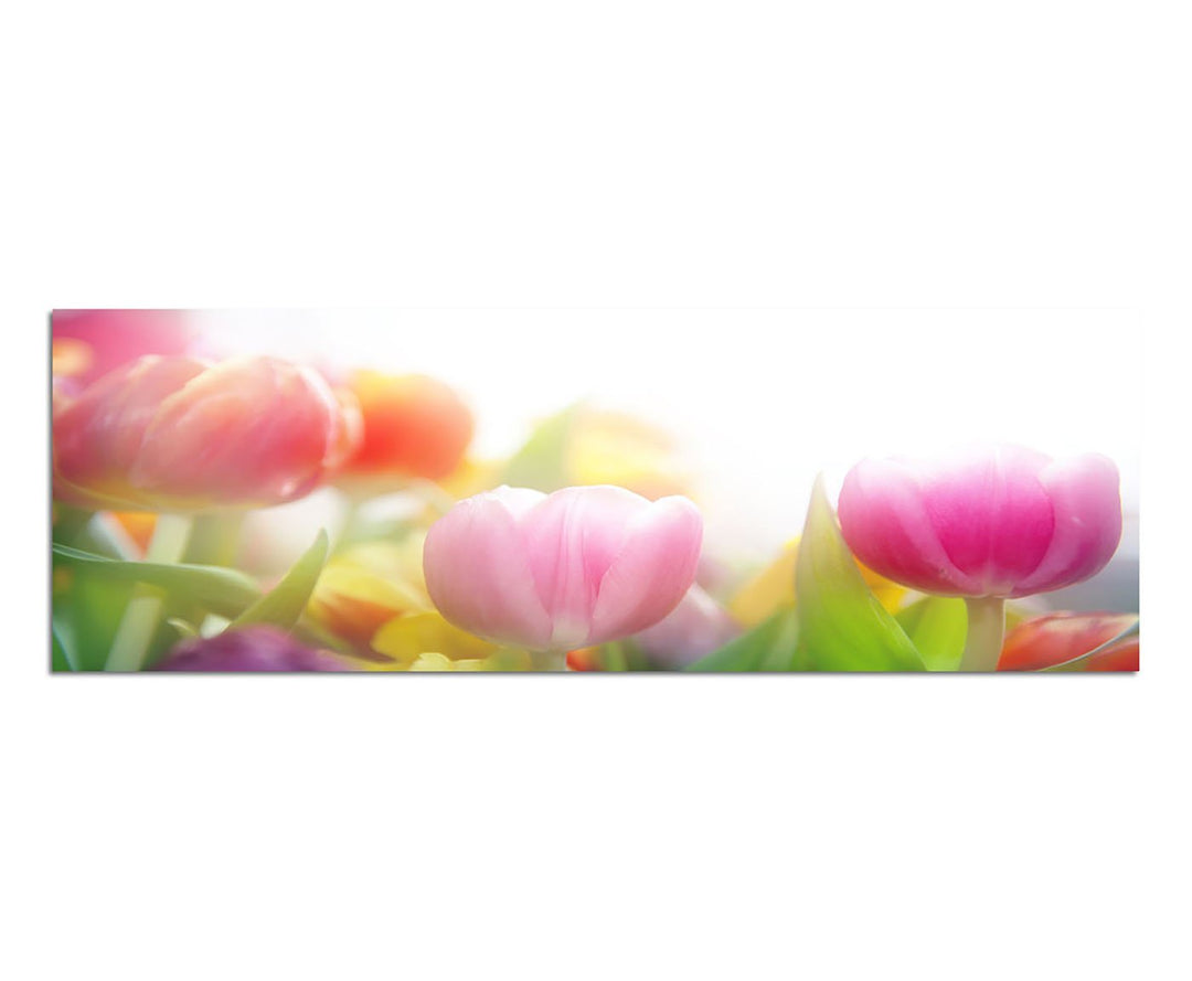 Paul Sinus Art Panoramabild auf Leinwand und Keilrahmen 150x50cm Tulpen Frühling Wiese Licht