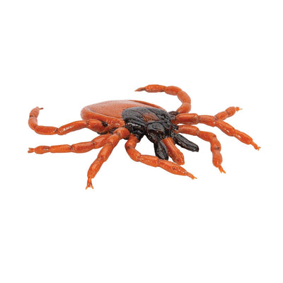 3B Scientific Biologie - Gemeiner Holzbock (Ixodes ricinus), Modell