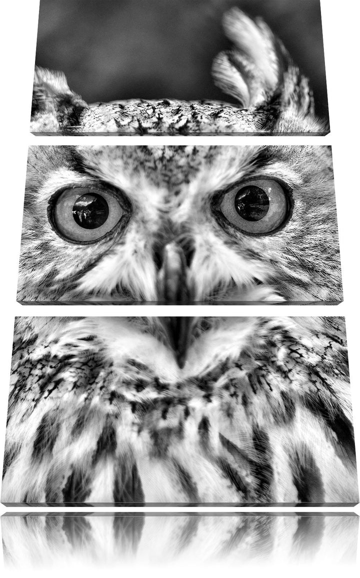 Pixxprint Eulen Kautz Orange Augen als Leinwandbild/Grösse: 3 Teilig (120x80) cm/Wandbild/Kunstdruck