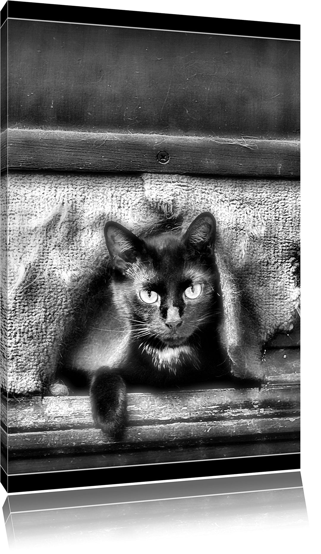 Pixxprint Monocrome, Katze schaut durch Hundeklappe, Format: 100x70 auf Leinwand, 100x70