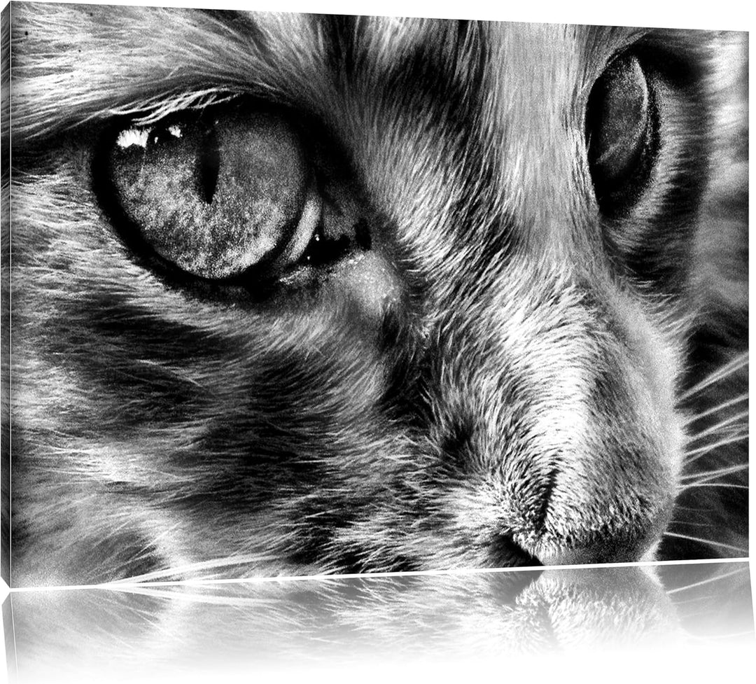 Pixxprint kleine Katze im Seitenprofil als Leinwandbild/Grösse: 100x70 / Wandbild/Kunstdruck/fertig