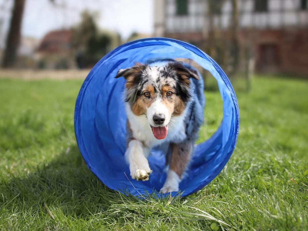 Lemodo Agility Set für kleine und mittlere Hunde | Hundetraining mit Agility Hürde, Hundetunnel und