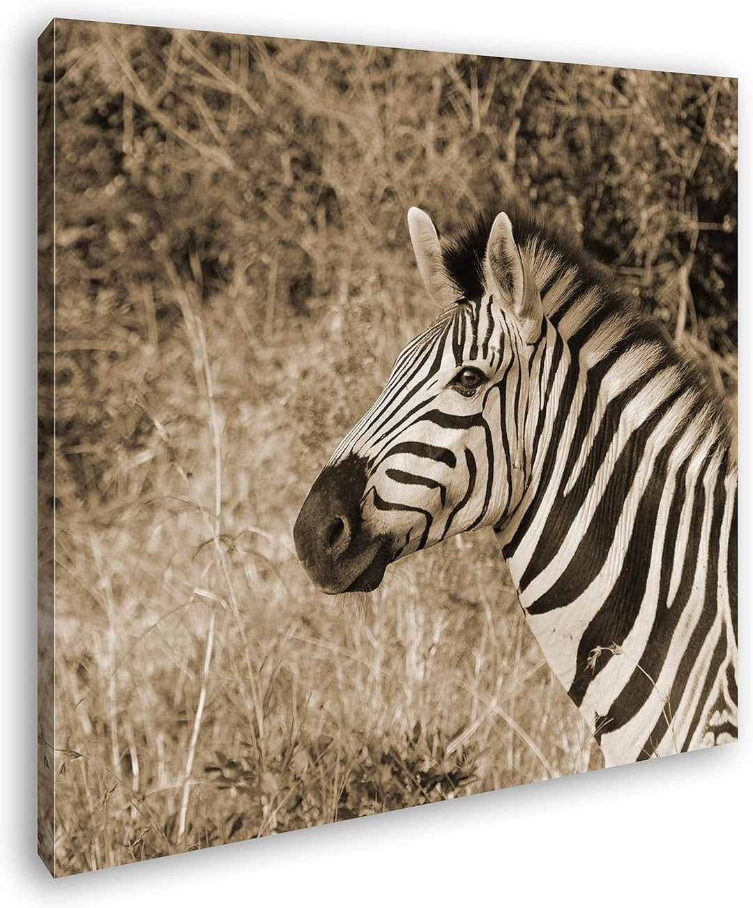 deyoli edles Zebra Format: 60x60 Effekt: Sepia als Leinwandbild, Motiv fertig gerahmt auf Echtholzra