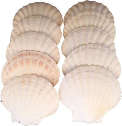 Jakobsmuschel-Schalen, flach, Gr. XL, 10–13 cm, 10 Stück