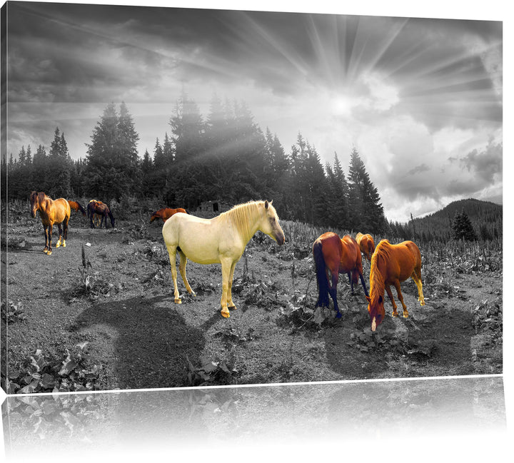 Pixxprint Carpathian Mustangs Pferde auf den Bergen B&W Detail, Format: 100x70 auf Leinwand, 100x70