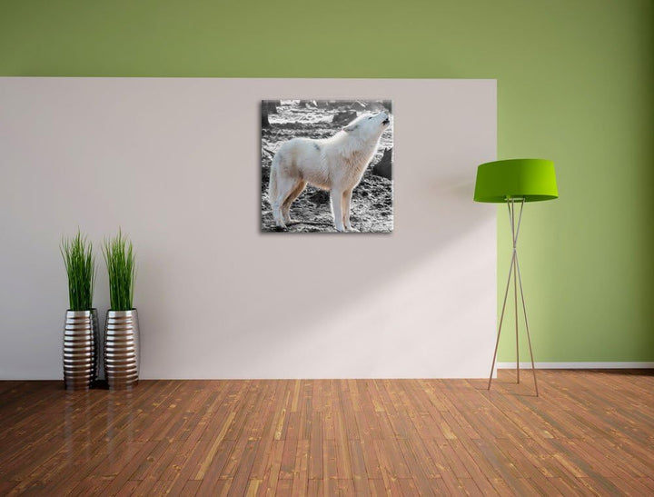 Pixxprint weisser jaulender Wolf im Wald als Leinwandbild/Grösse: 70x70 cm/Wandbild/Kunstdruck/ferti