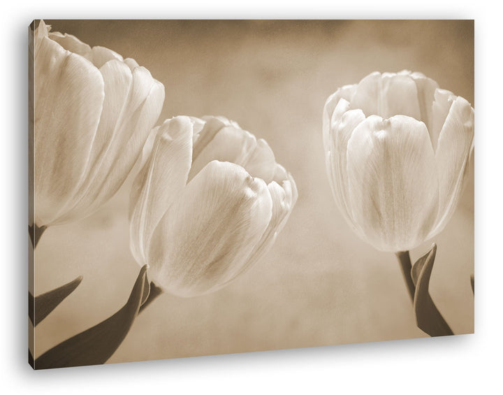 deyoli Rosafarbene Tulpen Format: 80x60 Effekt: Sepia als Leinwandbild, Motiv fertig gerahmt auf Ech