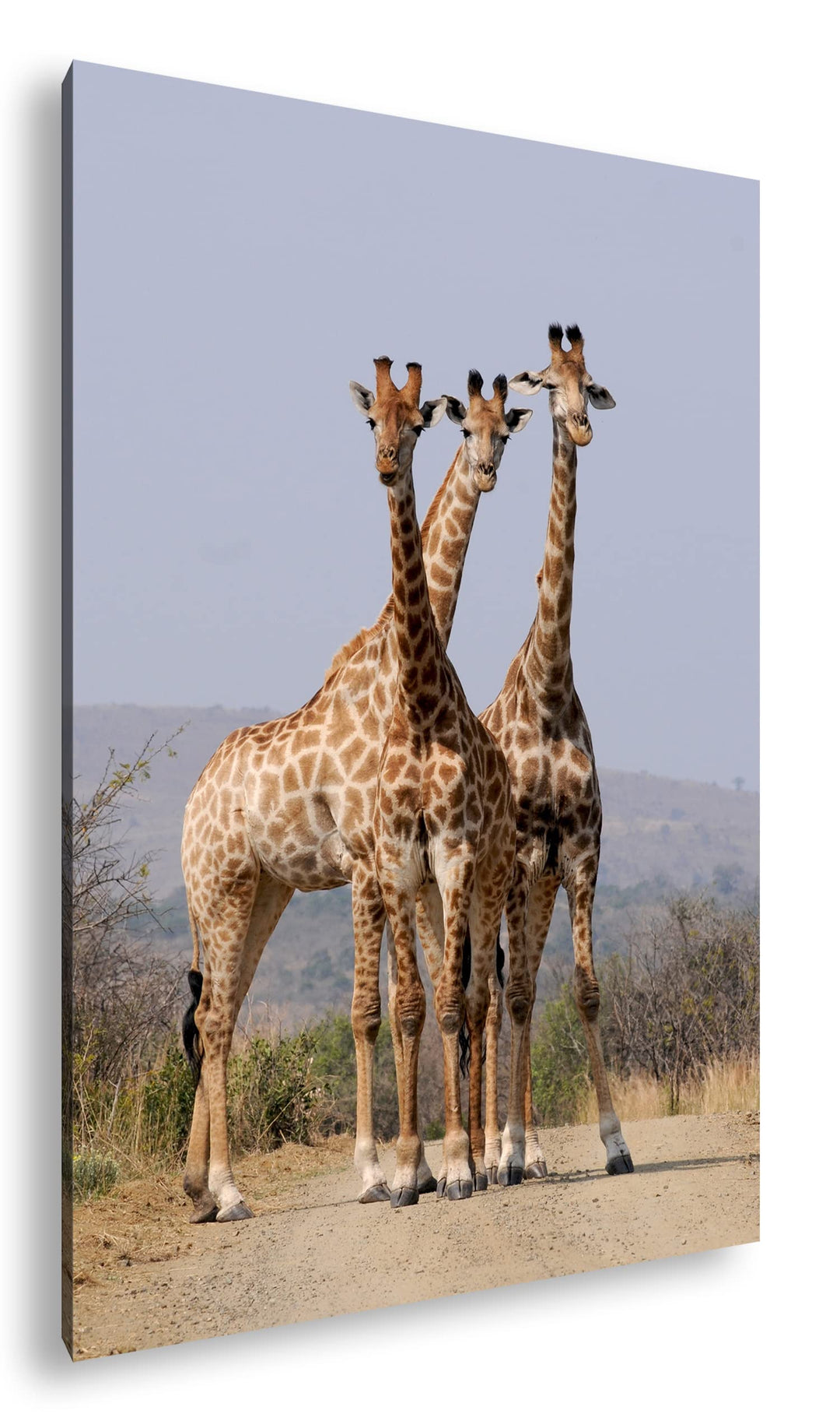 deyoli süsse Giraffen Format: 100x70 als Leinwand, Motiv fertig gerahmt auf Echtholzrahmen, Hochwert