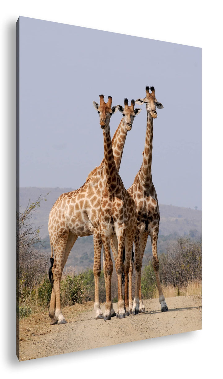 deyoli süsse Giraffen Format: 100x70 als Leinwand, Motiv fertig gerahmt auf Echtholzrahmen, Hochwert