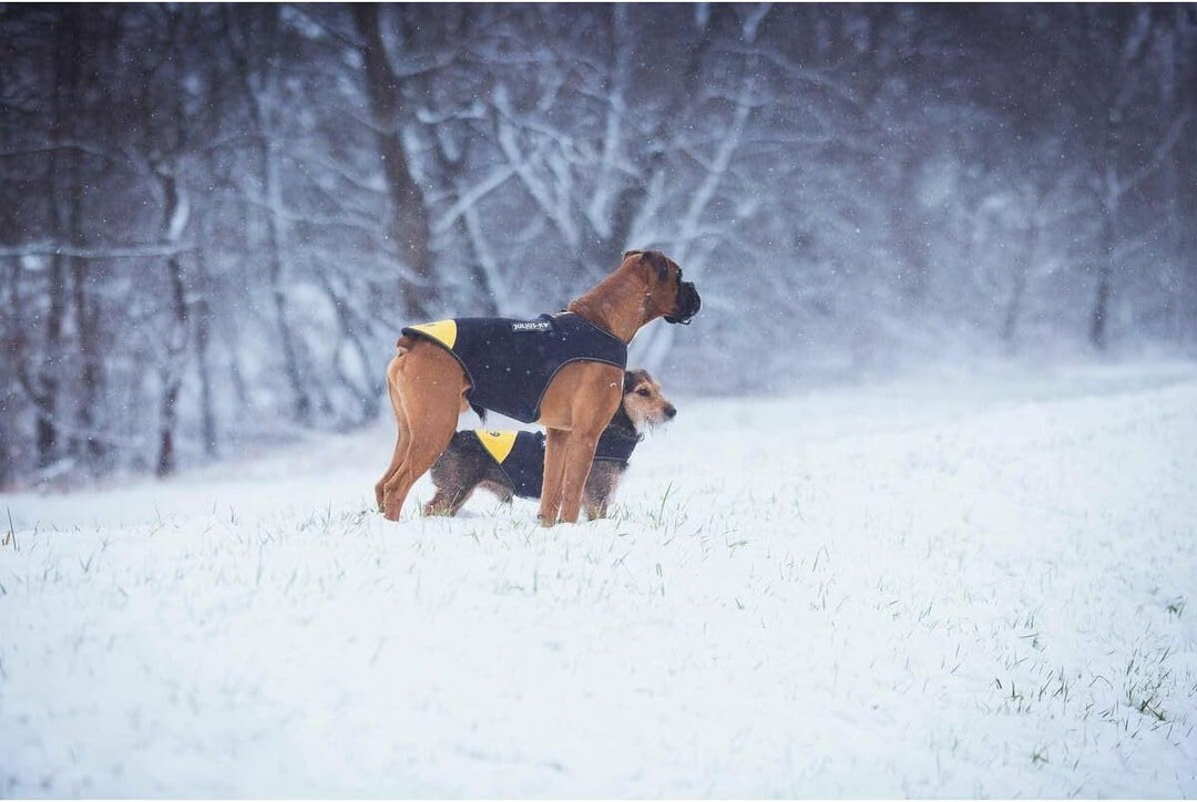Julius-K9, IDC Neoprene Hundekleidung, Size: XL, Schwarz und Gelb XL Schwarz und Gelb, XL Schwarz un