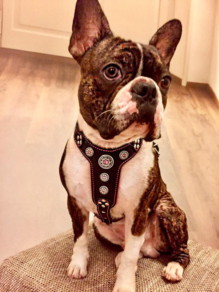 Bestia |Bijou| Leder Brustgeschirr für Kleine bis Mittelgrosse Hunde. 100% Leder. Handgefertigt. Top