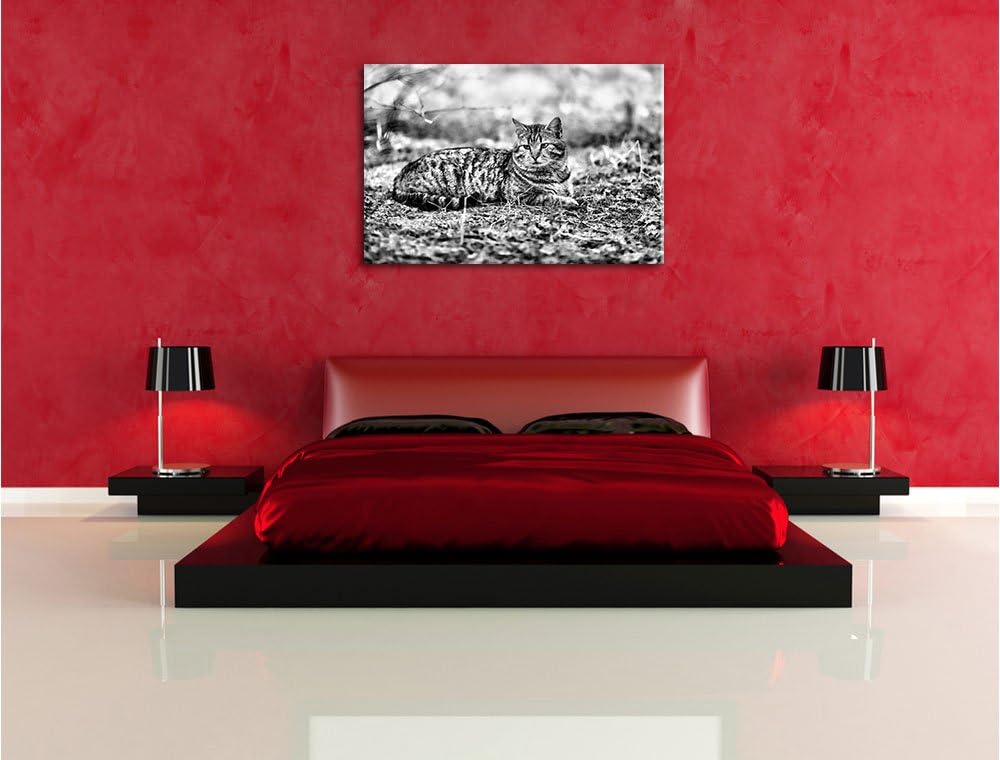 Pixxprint Monocrome, Ruhende Katze im Wald, Format: 100x70 auf Leinwand, 100x70