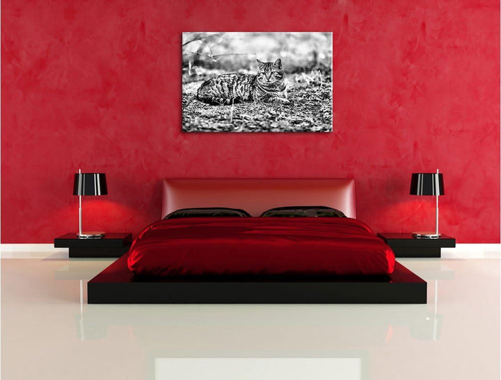 Pixxprint Monocrome, Ruhende Katze im Wald, Format: 100x70 auf Leinwand, 100x70