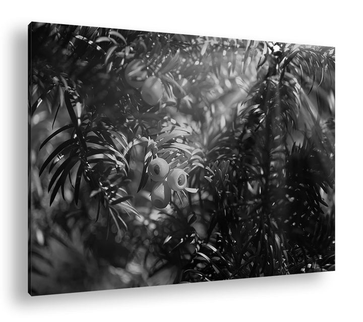 deyoli Eibe mit Früchten Effekt: Schwarz&Weiss Format: 80x60 als Leinwandbild, Motiv fertig gerahmt