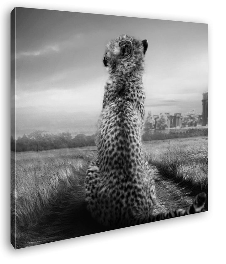 deyoli einsamer Gepard in schöner Landschaft im Format: 70x70 Effekt: Schwarz&Weiss als Leinwandbild