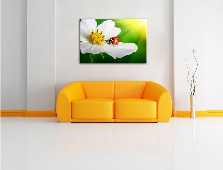 Pixxprint Marienkäfer auf Einer weissen Blume als Leinwandbild/Grösse: 100x70 cm/Wandbild/Kunstdruck