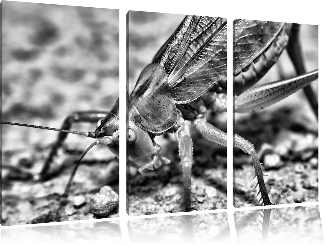 Pixxprint schöne Heuschrecke als Leinwandbild/Grösse: 3 Teilig (120x80) cm/Wandbild/Kunstdruck/ferti