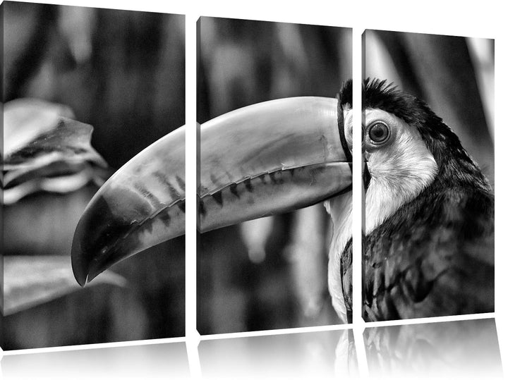 Pixxprint Monocrome, schöner Tukan 3-Teiler Leinwandbild 120x80 Bild auf Leinwand